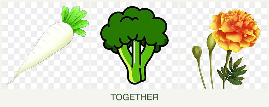 Can you plant radishes, broccoli and marigolds together?