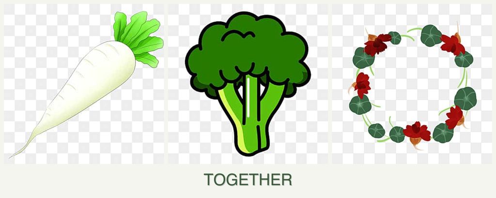 Can you plant radishes, broccoli and nasturtiums together?