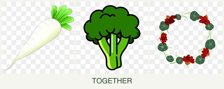 Can you plant radishes, broccoli and nasturtiums together?