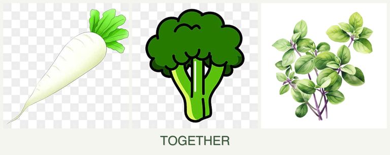 Can you plant radishes, broccoli and oregano together?