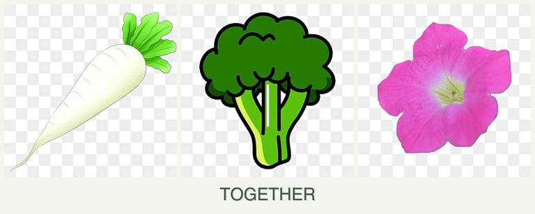 Can you plant radishes, broccoli and petunias together?