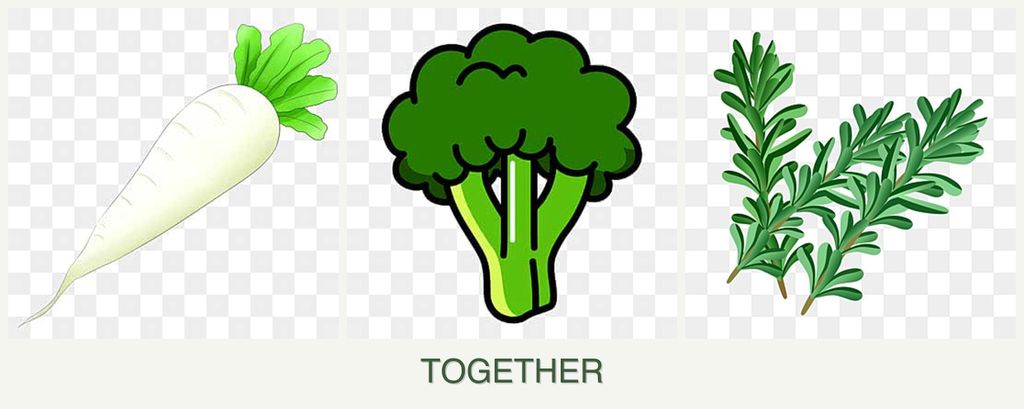 Can you plant radishes, broccoli and rosemary together?