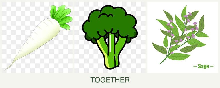 Can you plant radishes, broccoli and sage together?