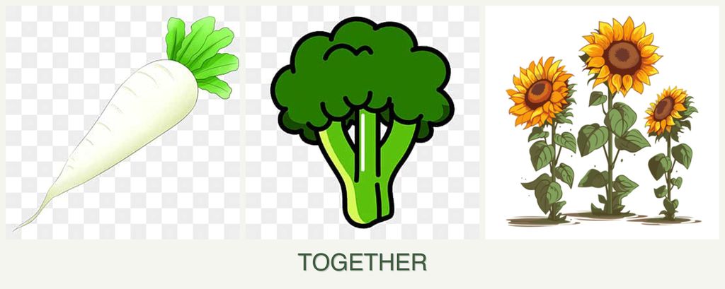Can you plant radishes, broccoli and sunflowers together?