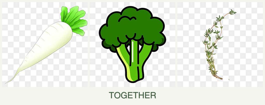 Can you plant radishes, broccoli and thyme together?