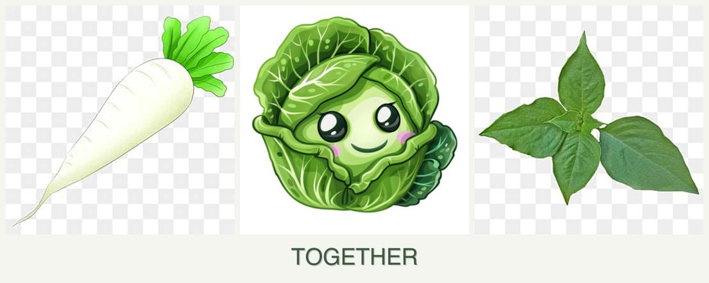 Can you plant radishes, cabbage and basil together?