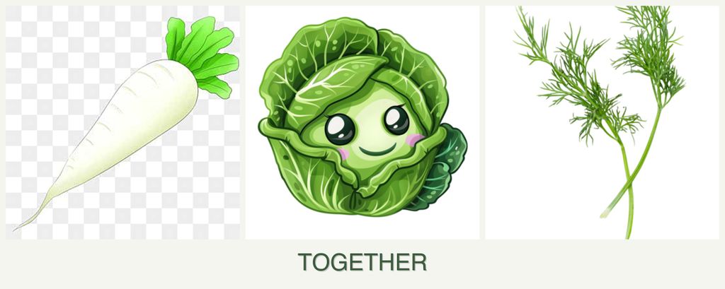 Can you plant radishes, cabbage and dill together?