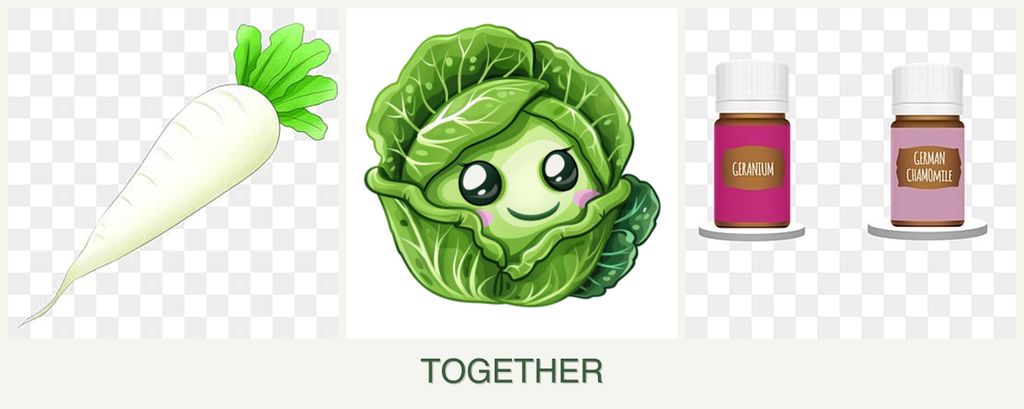 Can you plant radishes, cabbage and geraniums together?