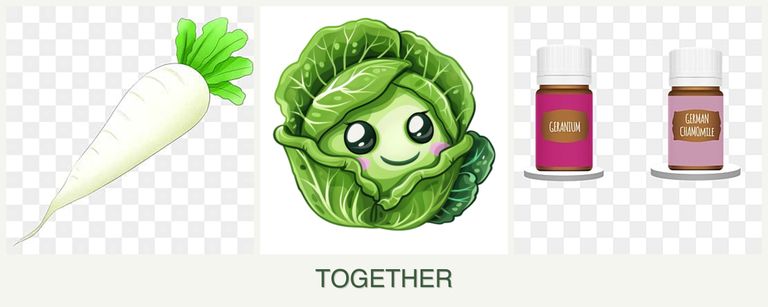Can you plant radishes, cabbage and geraniums together?