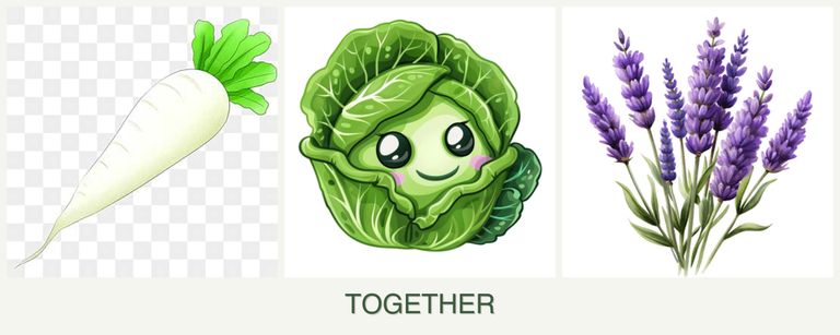 Can you plant radishes, cabbage and lavender together?