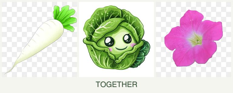 Can you plant radishes, cabbage and petunias together?