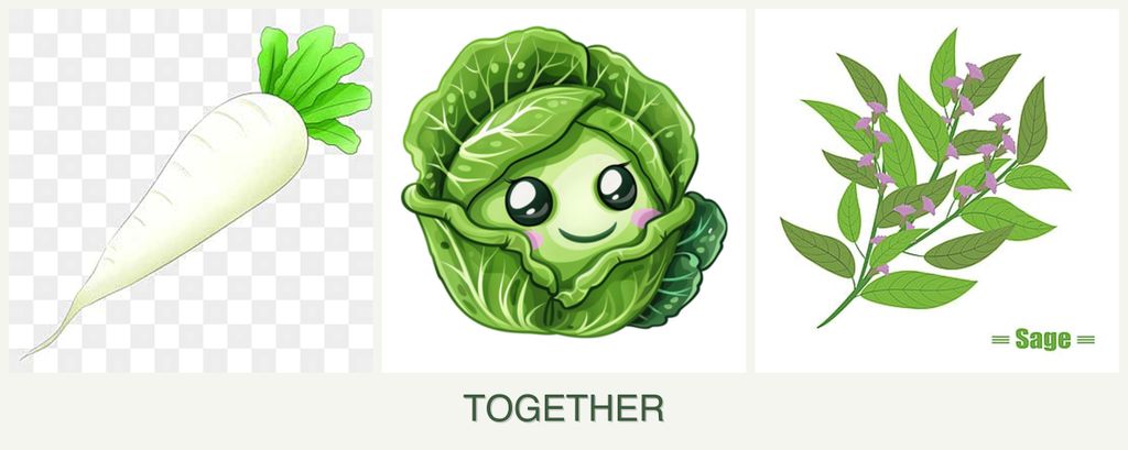 Can you plant radishes, cabbage and sage together?