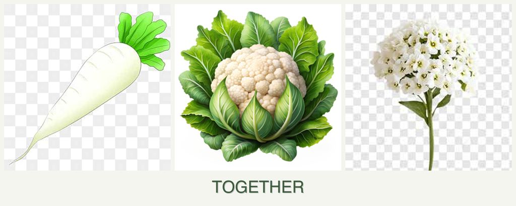 Can you plant radishes, cauliflower and alyssum together?