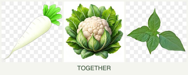 Can you plant radishes, cauliflower and basil together?