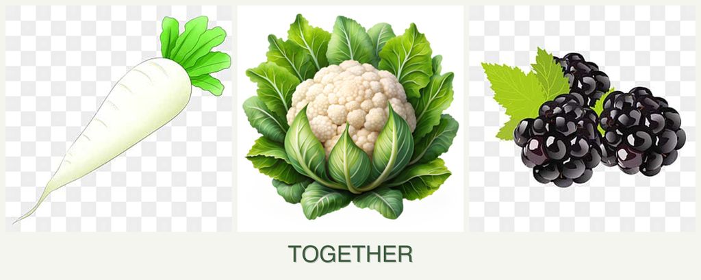Can you plant radishes, cauliflower and blackberries together?