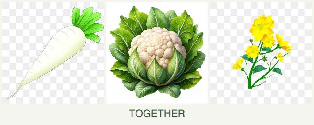 Can you plant radishes, cauliflower and calendula together?