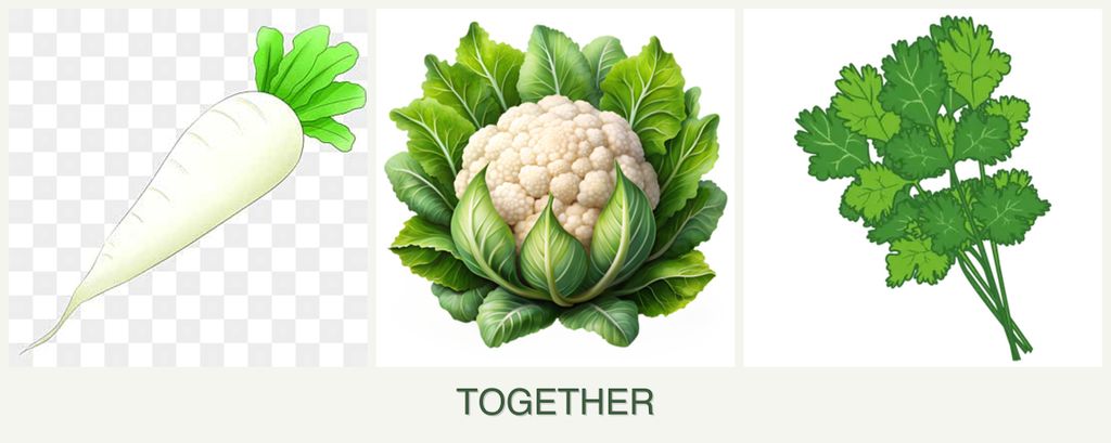 Can you plant radishes, cauliflower and cilantro together?