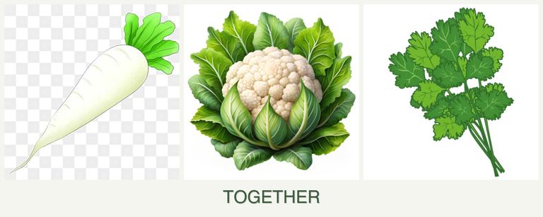 Can you plant radishes, cauliflower and cilantro together?