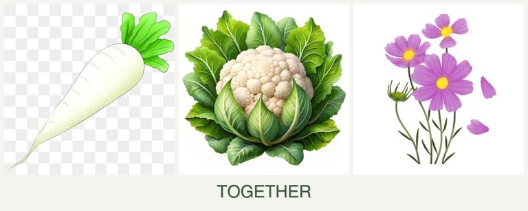 Can you plant radishes, cauliflower and cosmos together?