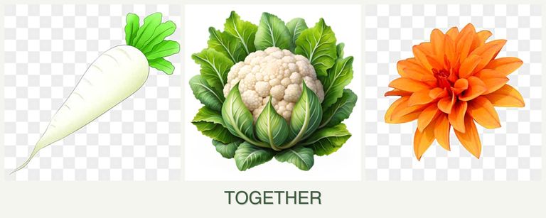 Can you plant radishes, cauliflower and dahlias together?
