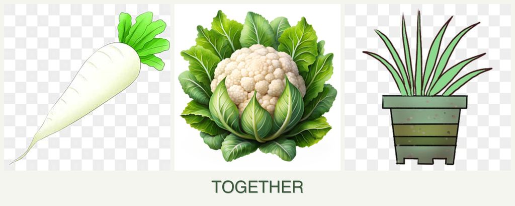 Can you plant radishes, cauliflower and lemongrass together?
