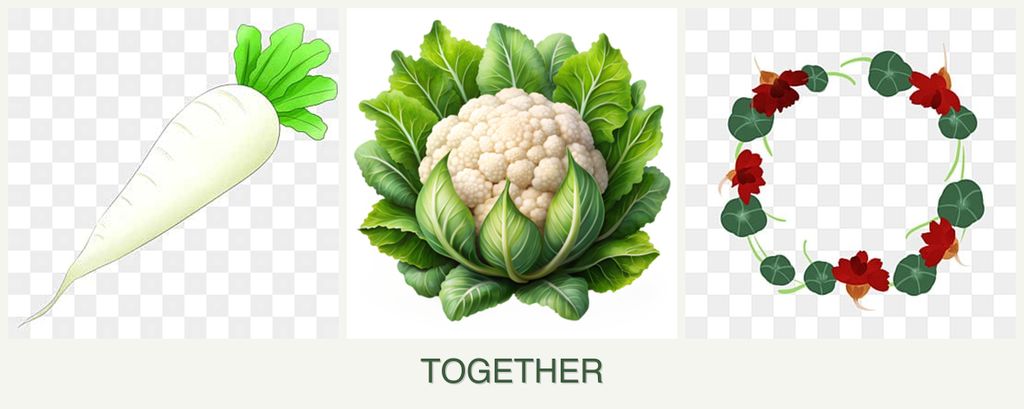 Can you plant radishes, cauliflower and nasturtiums together?