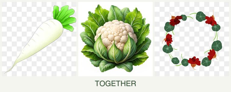 Can you plant radishes, cauliflower and nasturtiums together?