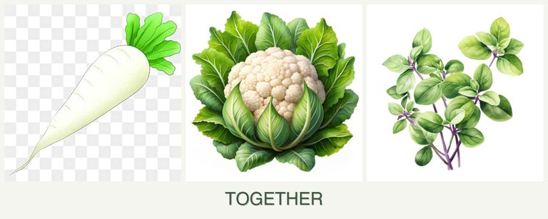 Can you plant radishes, cauliflower and oregano together?