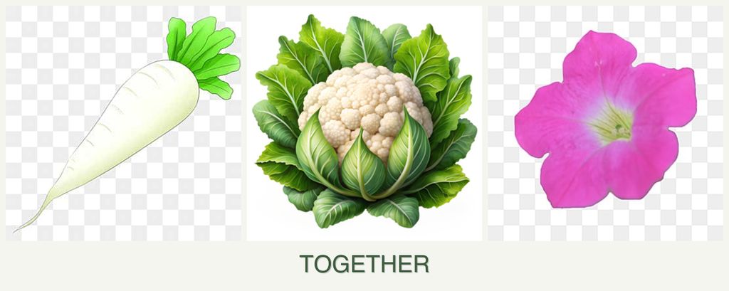 Can you plant radishes, cauliflower and petunias together?