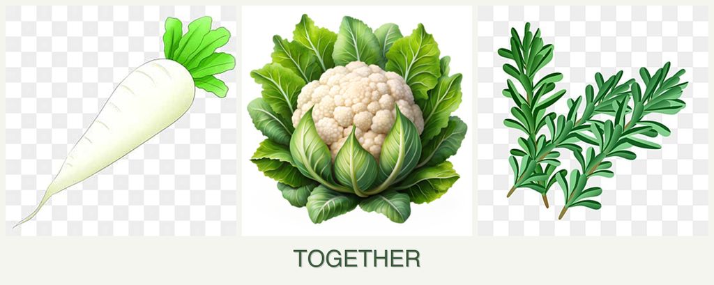 Can you plant radishes, cauliflower and rosemary together?