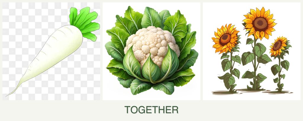 Can you plant radishes, cauliflower and sunflowers together?