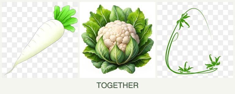 Can you plant radishes, cauliflower and tarragon together?