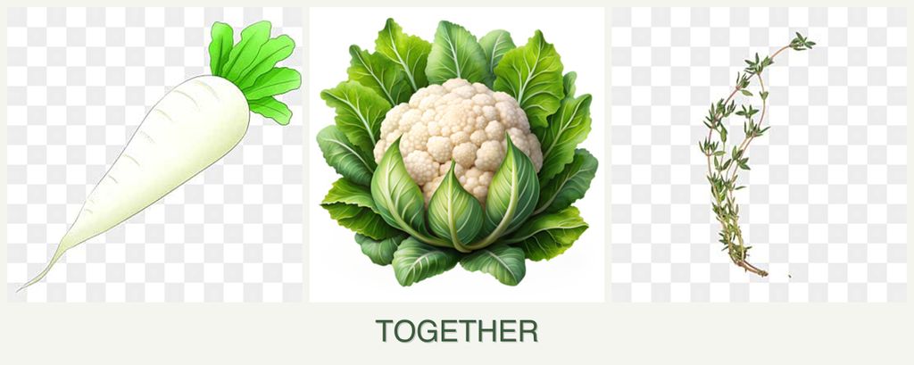 Can you plant radishes, cauliflower and thyme together?