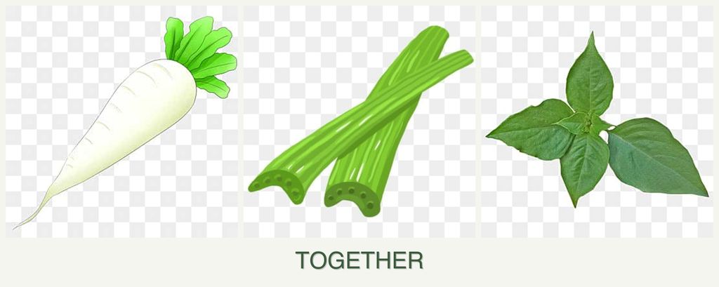 Can you plant radishes, celery and basil together?