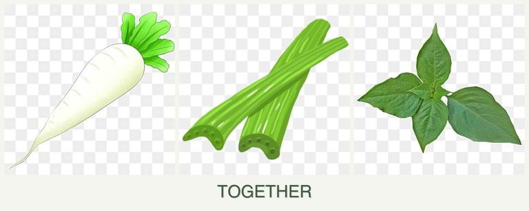 Can you plant radishes, celery and basil together?