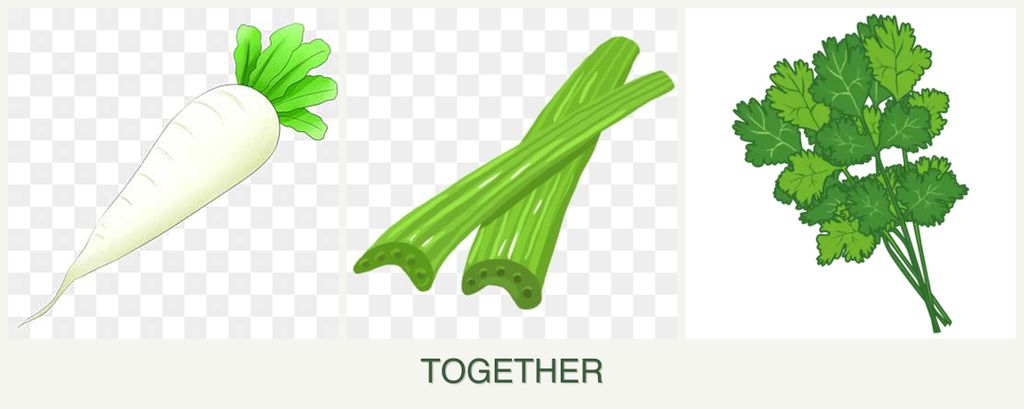 Can you plant radishes, celery and cilantro together?