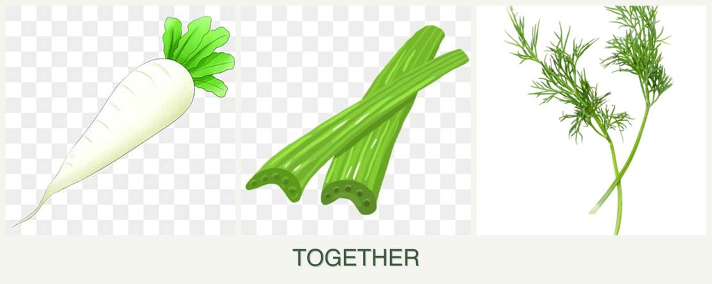 Can you plant radishes, celery and dill together?