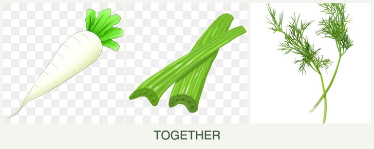 Can you plant radishes, celery and dill together?