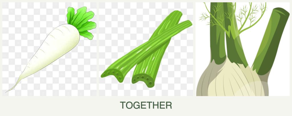 Can you plant radishes, celery and fennel together?