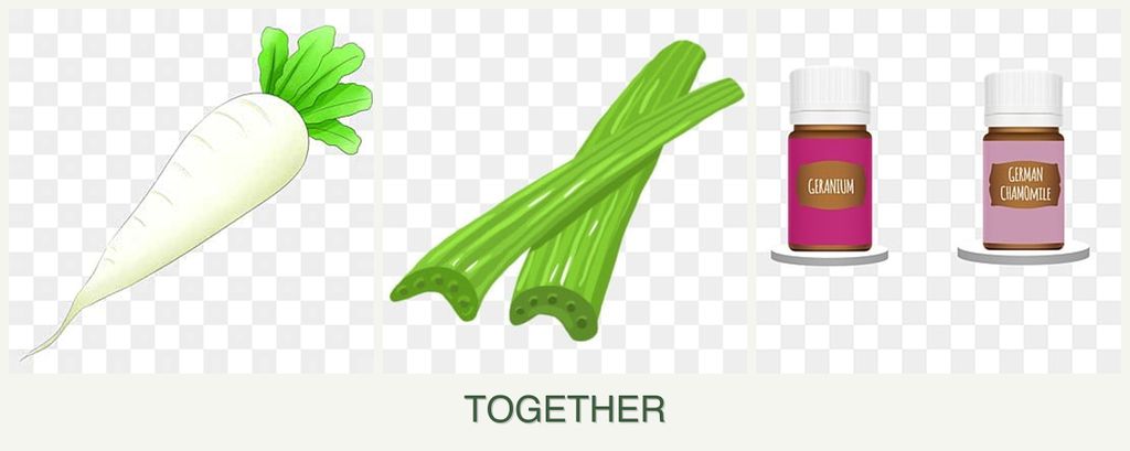 Can you plant radishes, celery and geraniums together?