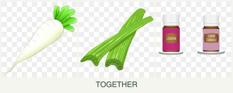 Can you plant radishes, celery and geraniums together?