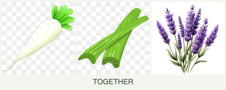 Can you plant radishes, celery and lavender together?