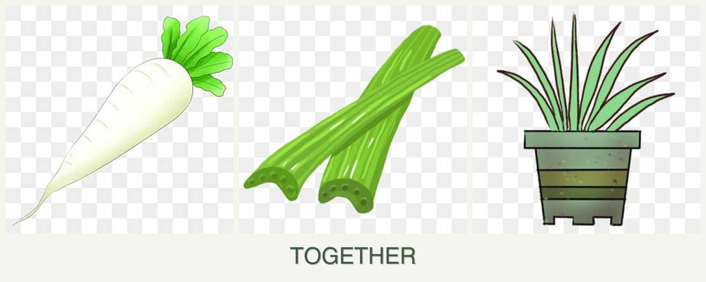 Can you plant radishes, celery and lemongrass together?