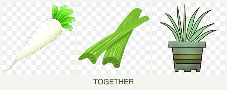 Can you plant radishes, celery and lemongrass together?