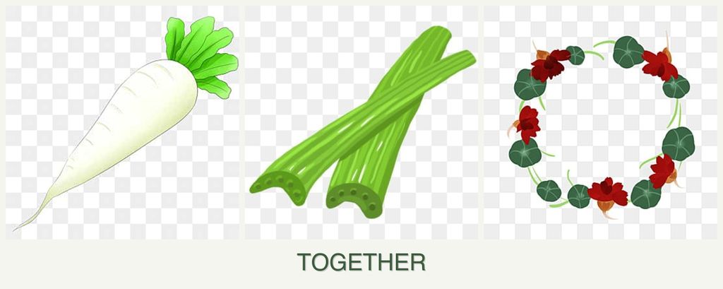Can you plant radishes, celery and nasturtiums together?