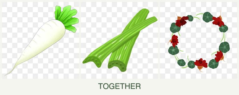 Can you plant radishes, celery and nasturtiums together?