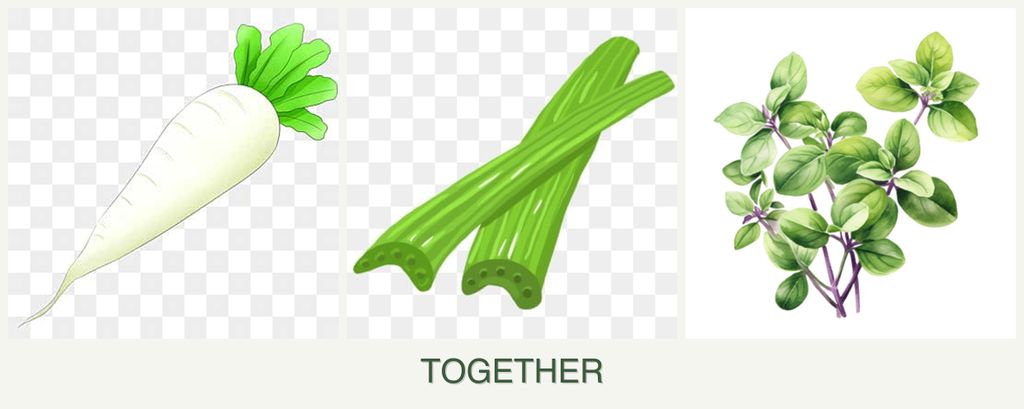 Can you plant radishes, celery and oregano together?