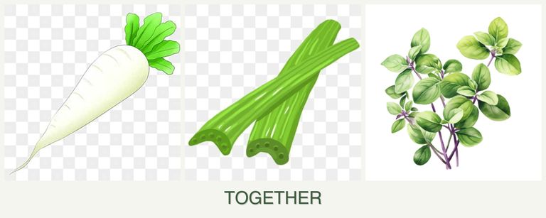 Can you plant radishes, celery and oregano together?