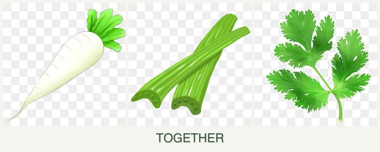 Can you plant radishes, celery and parsley together?