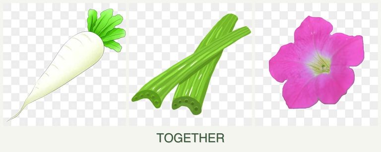 Can you plant radishes, celery and petunias together?